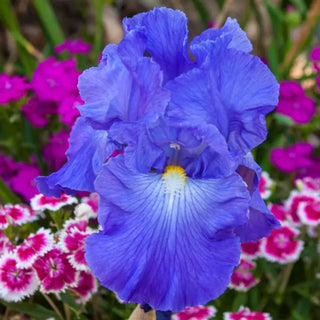 Victoria Falls Reblooming Bearded Iris