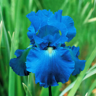 Victoria Falls Reblooming Bearded Iris