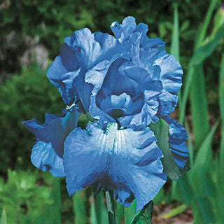 Victoria Falls Reblooming Bearded Iris
