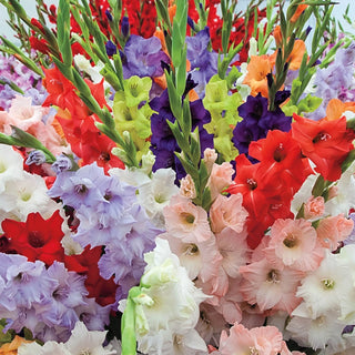Deluxe Gladiolus Mixture Super Sak