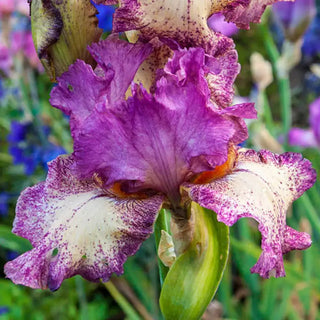 Rock Star Reblooming Tall Bearded Iris