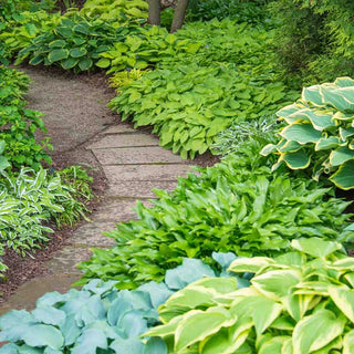 Hosta Mixture Super Sak®