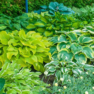 Hosta Mixture Super Sak®