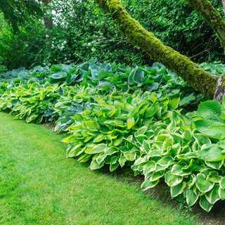 Hosta Mixture Super Sak®