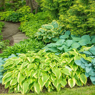 Hosta Mixture Super Sak®