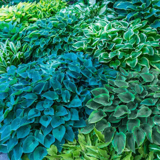 Hosta Mixture Super Sak®