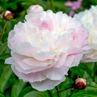 Shirley Temple Peony
