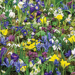 Eternal Spring 3 Month Naturalizing Mixture – Breck's