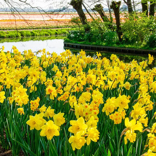 3 Months Of Yellow Daffodils