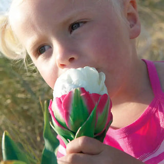 Ice Cream Tulip
