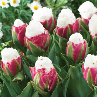 Ice Cream Tulip