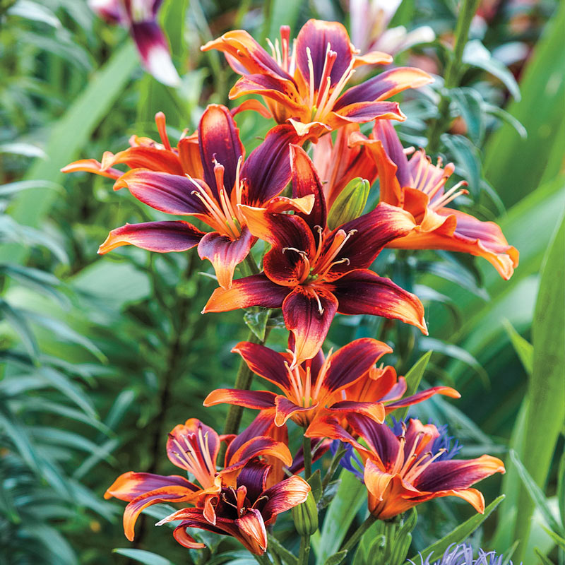 Forever Susan Asiatic Lily | BrecksBulbs.ca – Brecks Canada