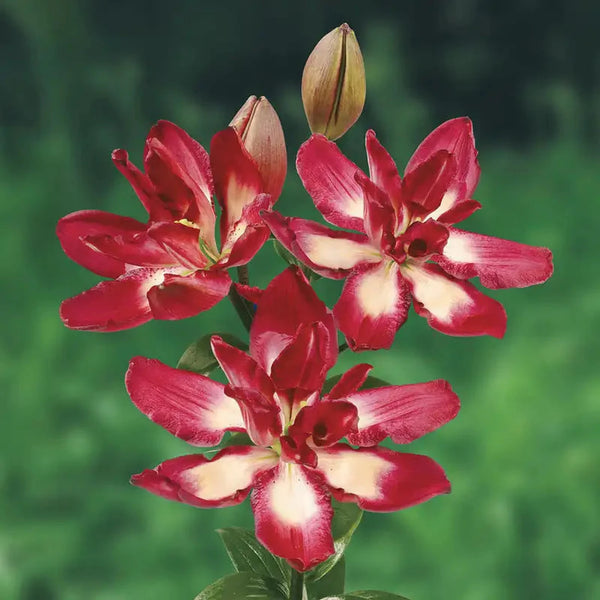 Double Sensation Lily – Breck's