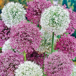 2 Months of Alliums Mixture