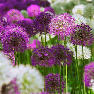 2 Months of Alliums Mixture