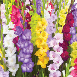 Deluxe Dutch Gladiolus Mixture