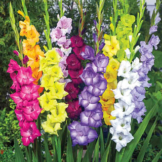 Deluxe Dutch Gladiolus Mixture