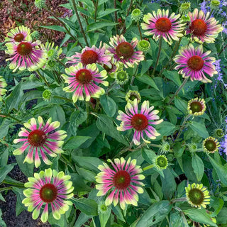 Green Twister Coneflower
