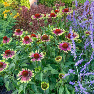 Green Twister Coneflower