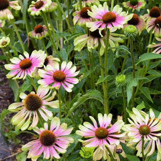 Green Twister Coneflower