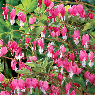 Old-Fashioned Bleeding Heart