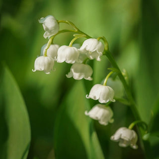 Lily-of-the-Valley