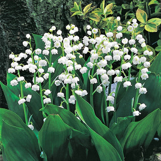 Lily-of-the-Valley