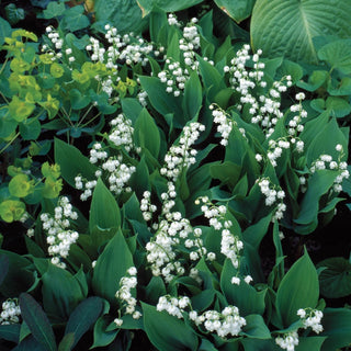 Lily-of-the-Valley
