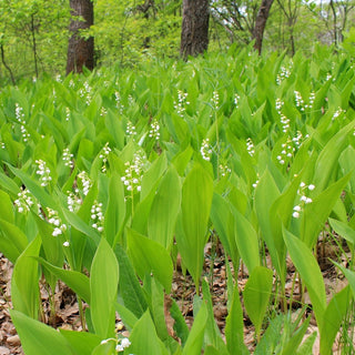 Lily-of-the-Valley
