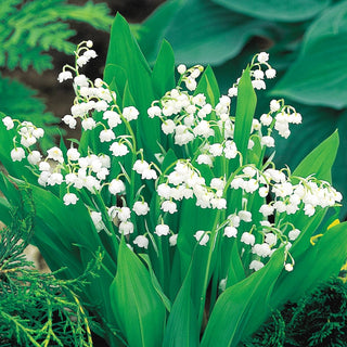 Lily-of-the-Valley
