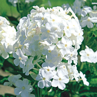 David Phlox