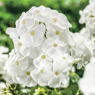 David Phlox