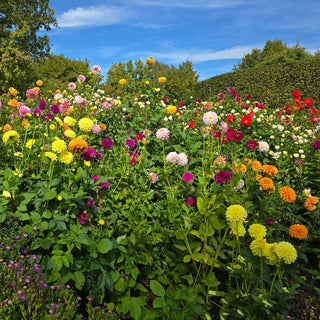 Decorative Dahlia Mixture Super Sak®