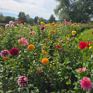 Decorative Dahlia Mixture Super Sak®