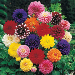Buy Decorative Dahlia Mixture Super Sak | Breck's Canada