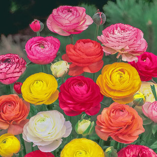 Ranunculus Mixture