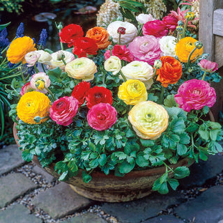 Ranunculus Mixture
