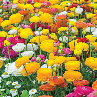 Ranunculus Mixture