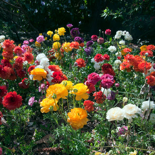 Ranunculus Mixture