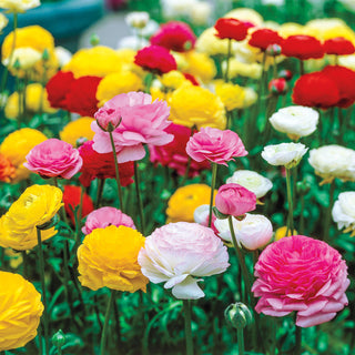 Ranunculus Mixture