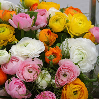 Ranunculus Mixture