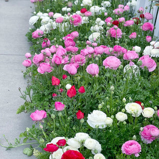 Ranunculus Mixture