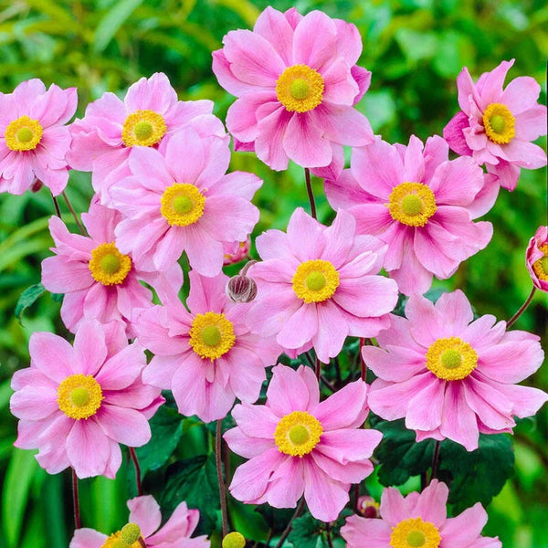 Buy Serenade Japanese Anemone | Breck's Bulbs Canada