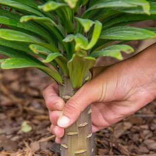 Lily Tree® Mixture