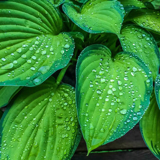 Guacamole Hosta