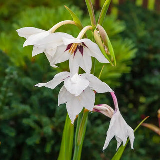 Peacock Orchid