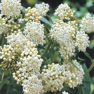 White Asclepias