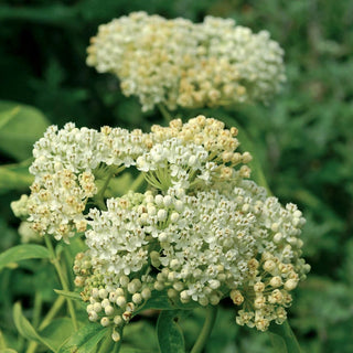 White Asclepias