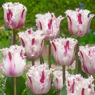 Fringed Tulips