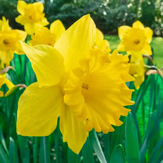Yellow Trumpet Daffodils Super Sak®